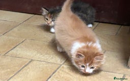 Mixed Breed cats for sale: Beautiful long / short haired kittens  - Image 7