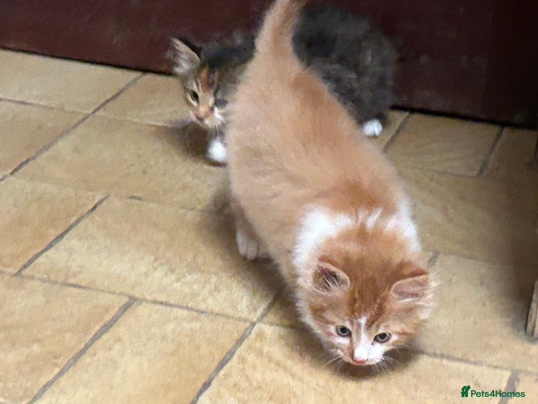 Mixed Breed cats for sale: Beautiful long / short haired kittens  - Image 7