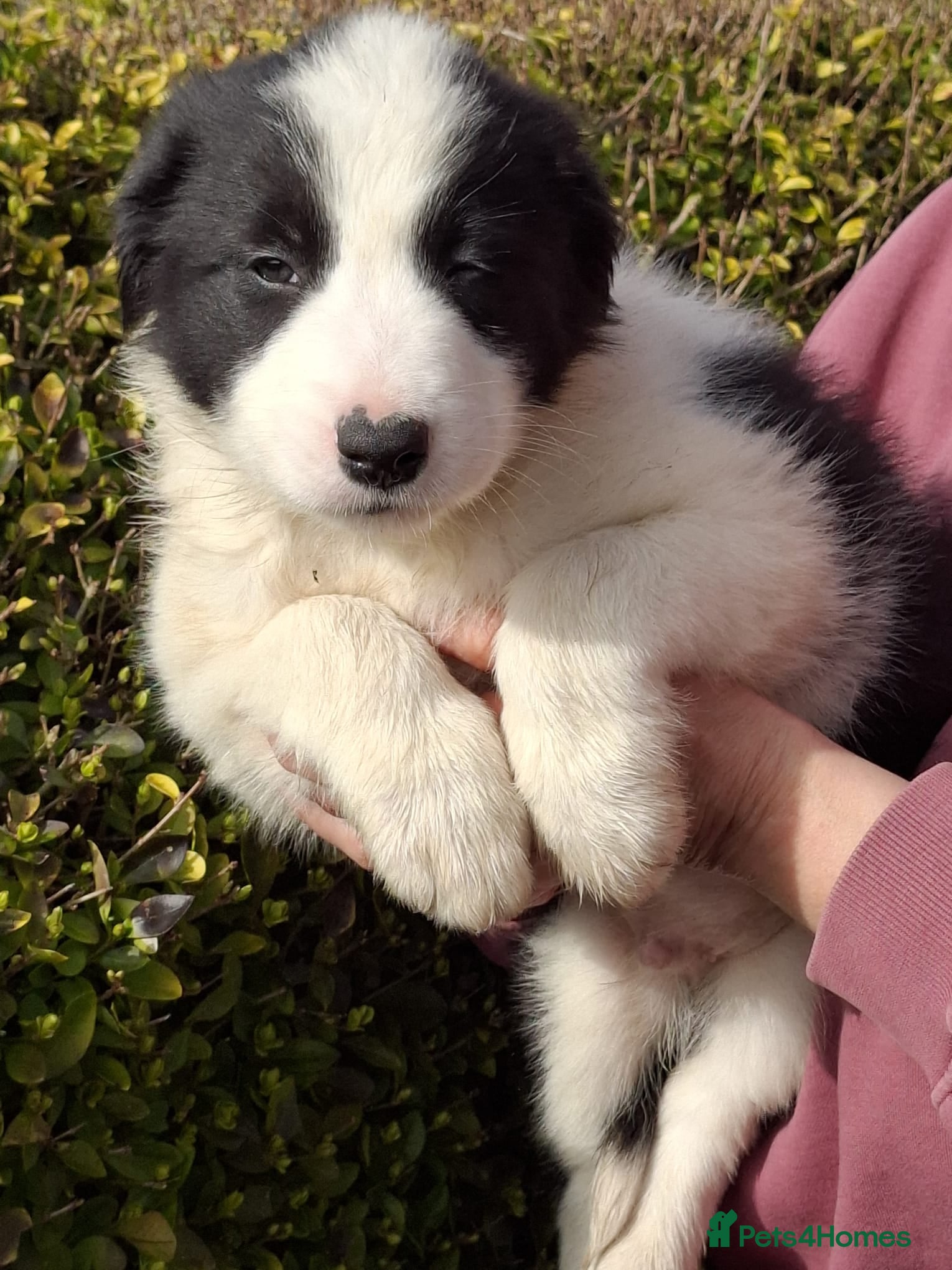 Border Collie dogs Border Collie puppies - Advert 1