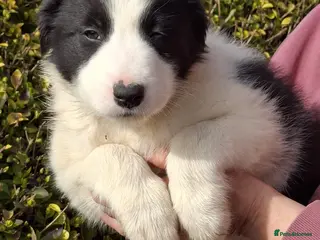 Border Collie dogs Border Collie puppies - Advert 2