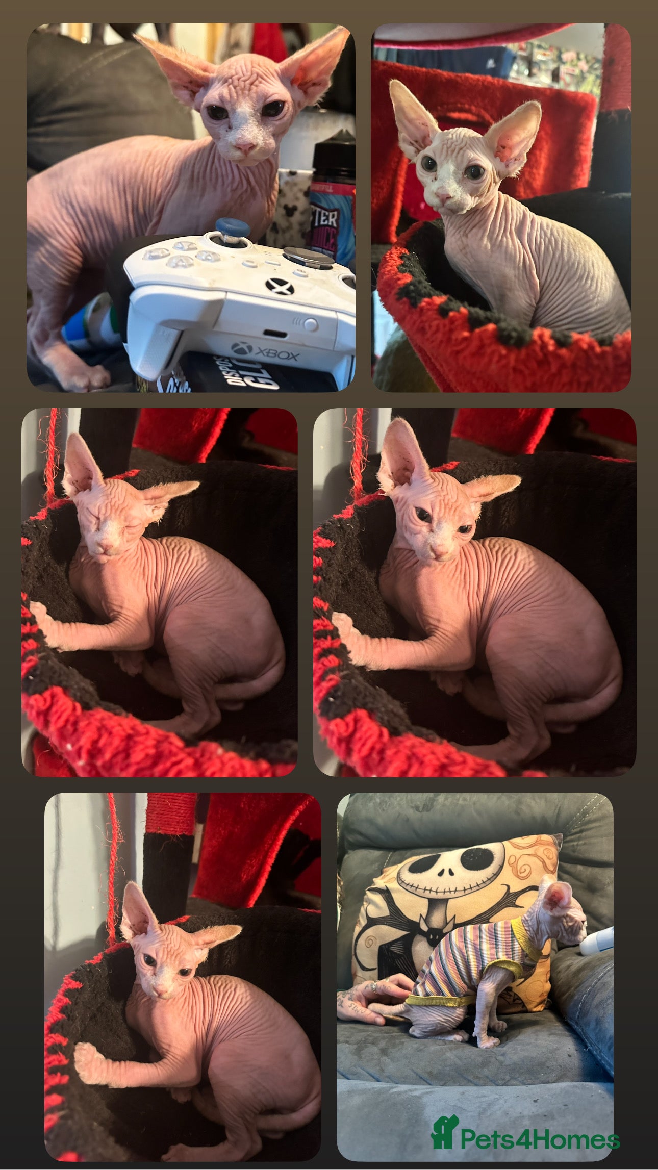 Mixed Breed cats ✨final gorgeous boy looking for his forever home✨ - Advert 2