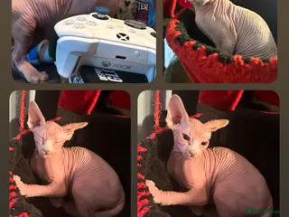 Mixed Breed cats ✨final gorgeous boy looking for his forever home✨ - Advert 9