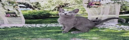 Russian Blue cats for sale: GCCF Registered Russian Blue Kittens – Ready Now  - Advert 11