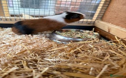 Guinea Pig rodents for sale: Last 2 Baby Guinea Pigs   - Image 2