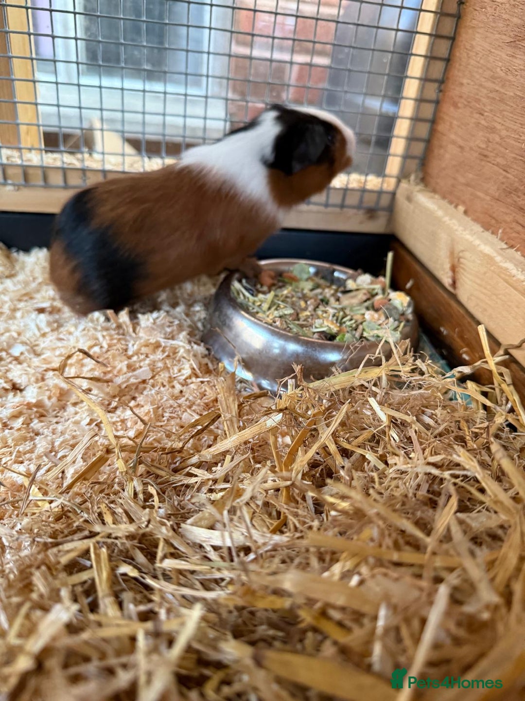 Guinea Pig rodents for sale: Last 2 Baby Guinea Pigs   - Image 2