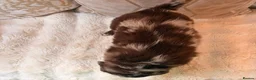 Labradoodle dogs for sale: ** RARE CHOC-PHANTOM & MERLE F2 LABRADOODLES ** - Advert 5