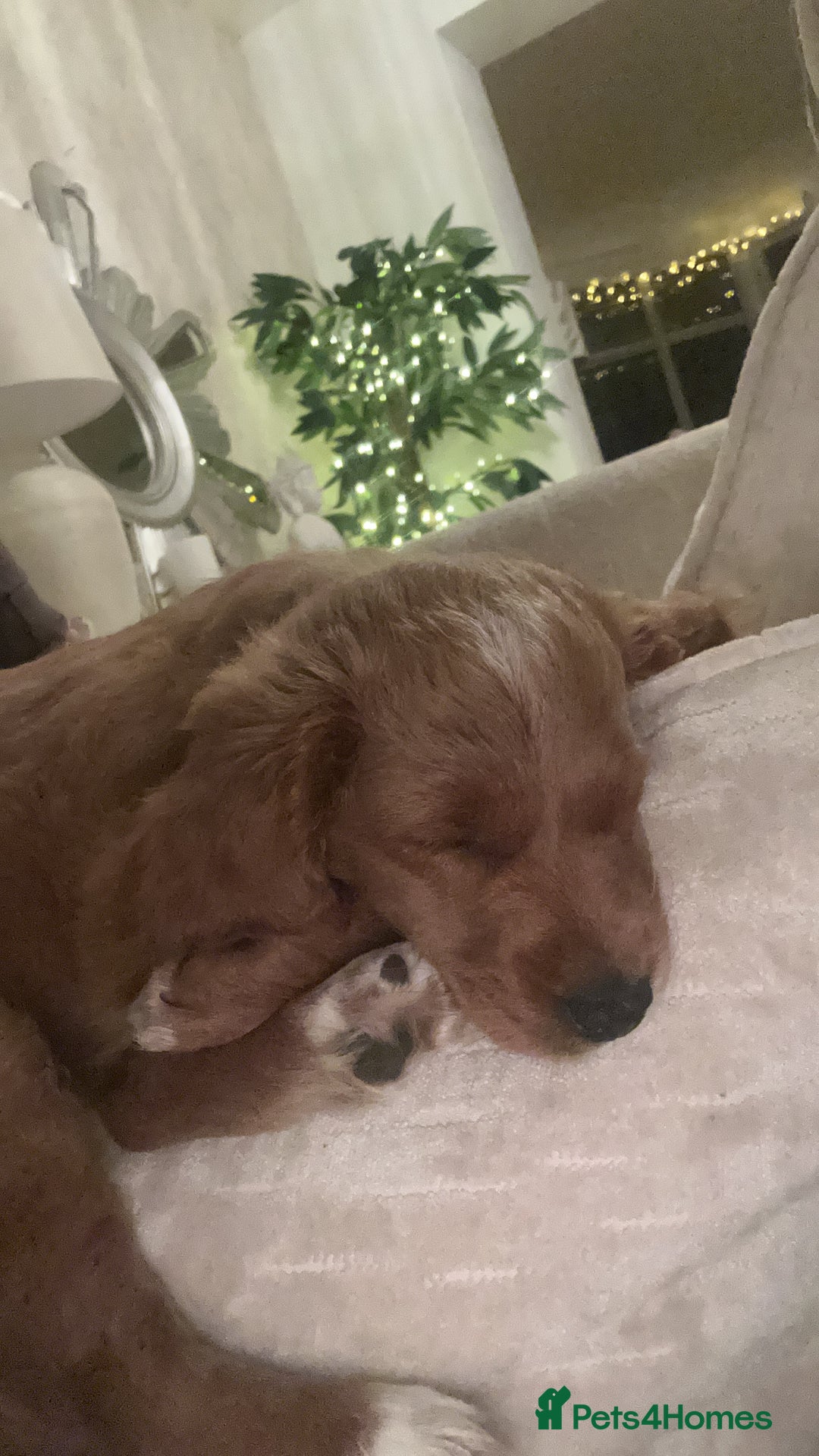 Mixed Breed dogs for sale: 12 week old Cavapoochon absolutely beautiful  - Advert 6