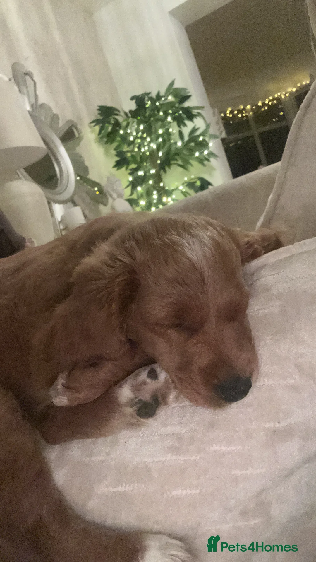 Mixed Breed dogs for sale: 12 week old Cavapoochon absolutely beautiful  - Advert 6