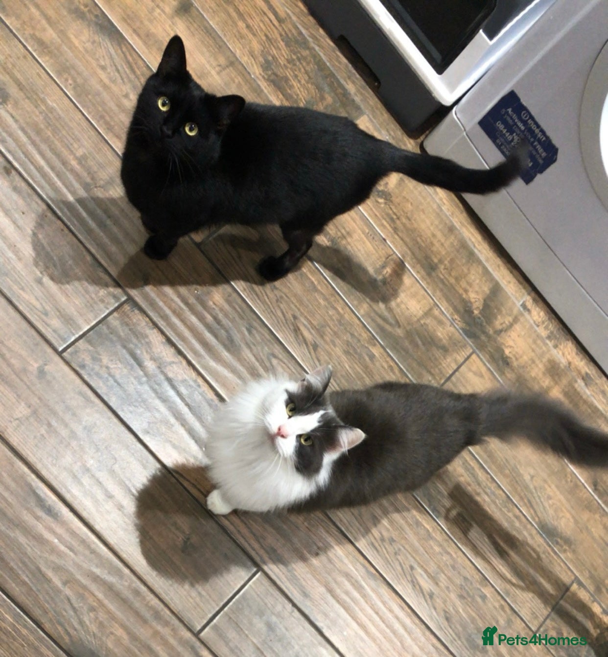Ragdoll cats 2 Free cats  - Advert 5