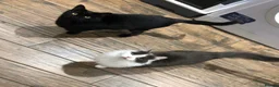 Ragdoll cats for sale: 2 fr33 cats  - Advert 1