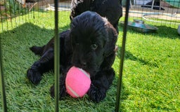 Australian Labradoodle dogs for sale: Health-tested Australian Labradoodle puppies - Image 27