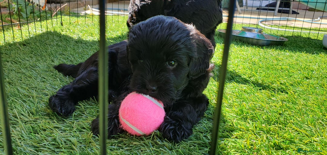 Australian Labradoodle dogs for sale: Health-tested Australian Labradoodle puppies - Image 27