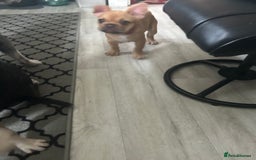 French Bulldog dogs for sale: French Bulldog Puppies in Sowerby Bridge - Image 15