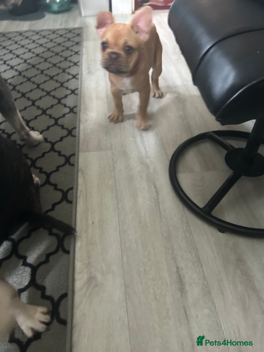 French Bulldog dogs for sale: French Bulldog Puppies in Sowerby Bridge - Image 15