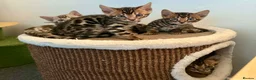 Bengal cats for sale: Exotic Bengal kittens TICA pedigree top quality  - Advert 6