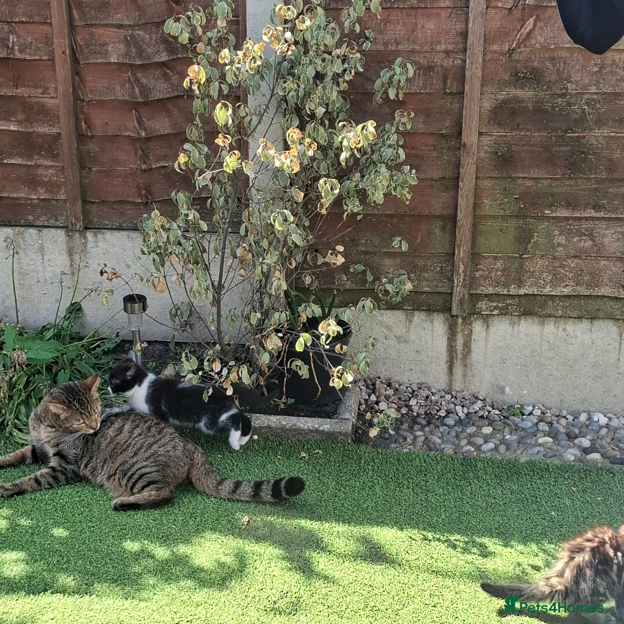 Mixed Breed cats Beautiful kittens - Advert 1