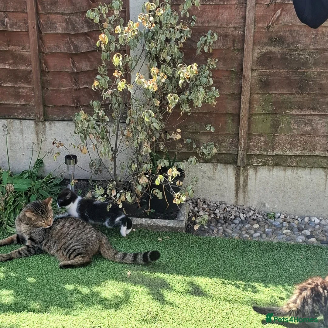 Mixed Breed cats for sale: Beautiful kittens in Norwich - Advert 1