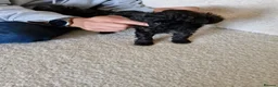 Toy Poodle dogs for sale: Toy Poodle Puppies in Tain - Advert 3