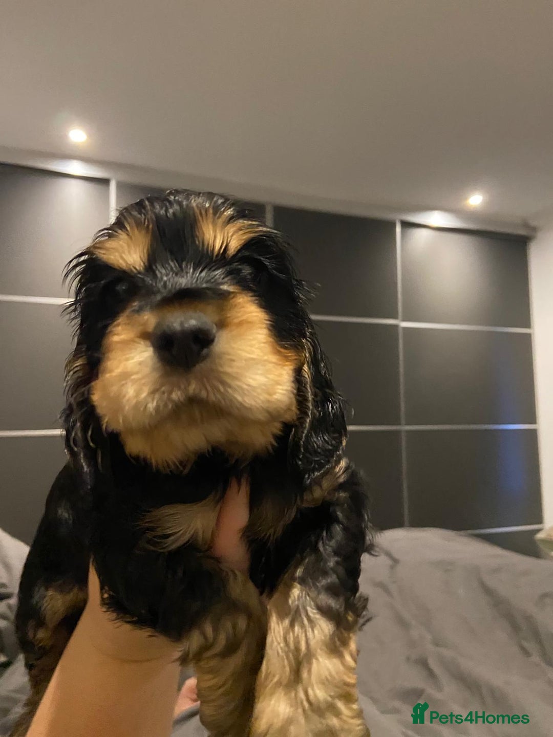 Cocker Spaniel dogs for sale: English Show Cocker Spaniels  - Advert 3