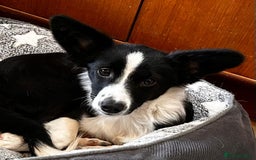 Mixed Breed dogs for adoption: Rosy 🌹 - Image 1