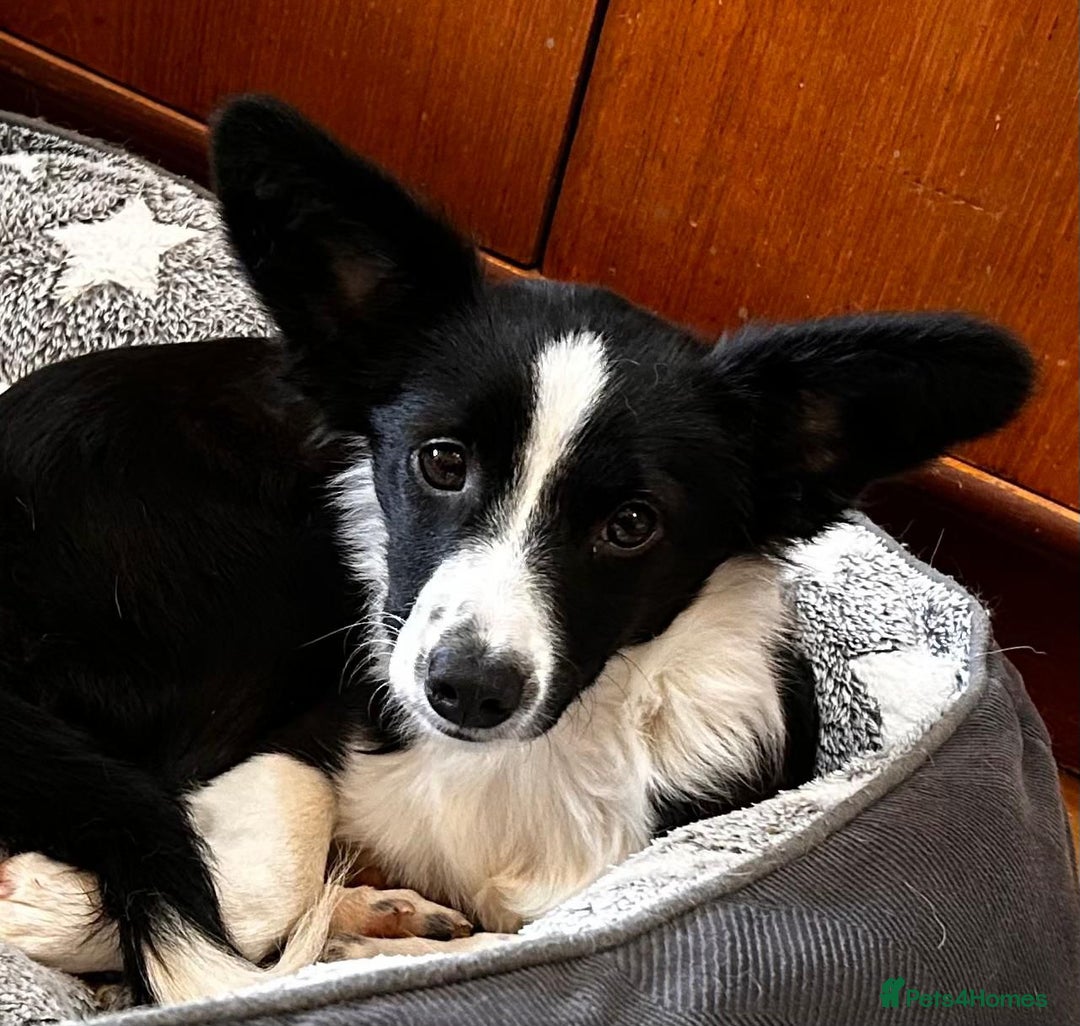 Mixed Breed dogs for adoption: Rosy 🌹 - Image 1