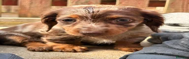 Miniature Dachshund 5