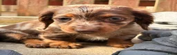 Miniature Dachshund dogs for sale: Miniature Dachshund Fluffy & Smooth  - Advert 3