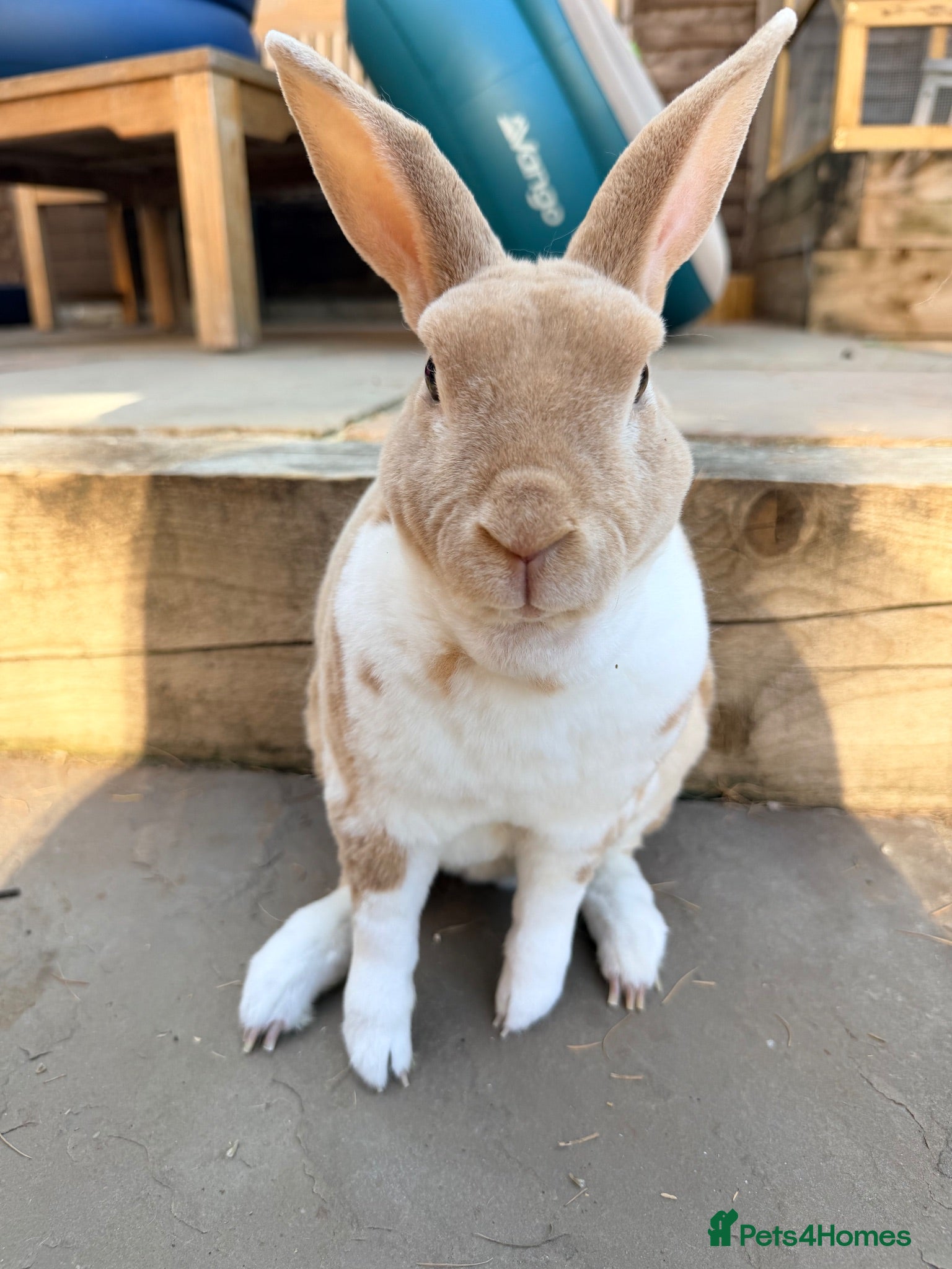 Rex rabbits Adult mini Rexes looking for new home  - Advert 1