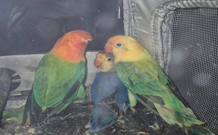 Lovebirds birds - Advert 11