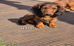 Dachshund dogs for sale: Red long-haired standard dachshund puppies - Image 17