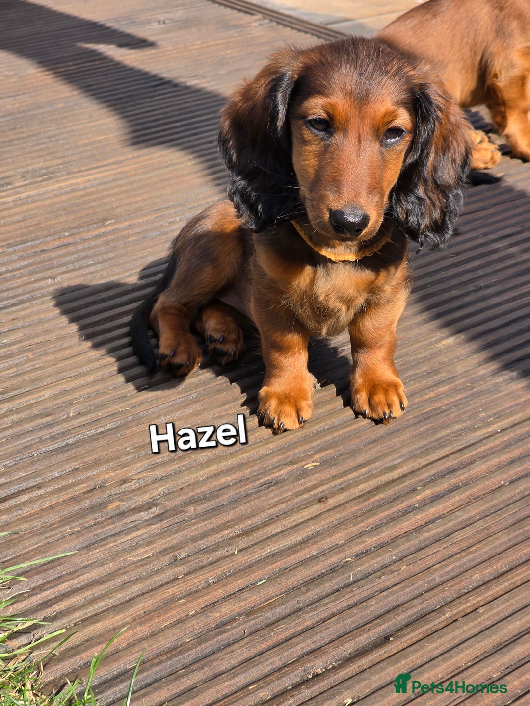 Dachshund dogs for sale: Red long-haired standard dachshund puppies - Image 17