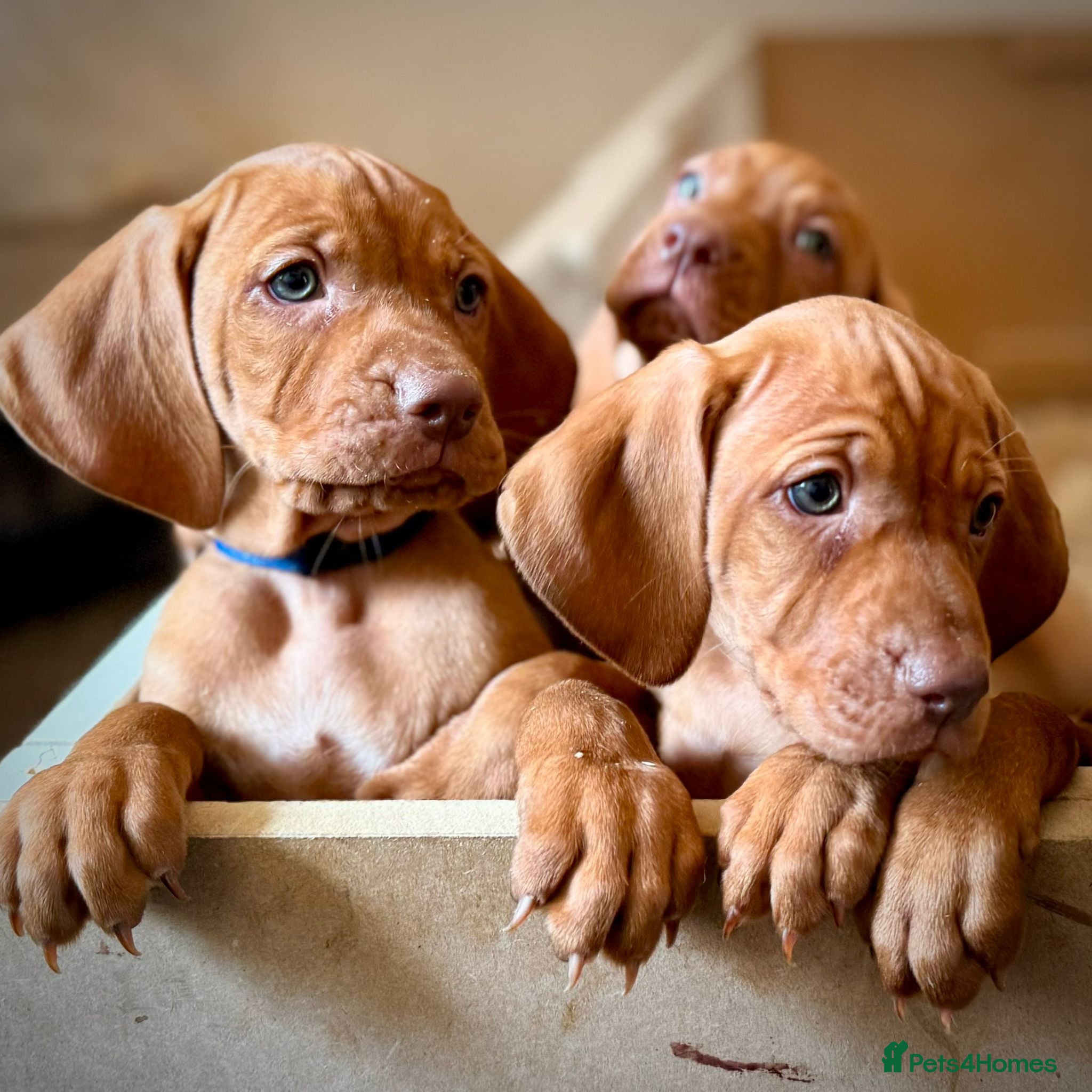 Hungarian Vizsla dogs Pedigree KC Registered Hungarian Vizsla Puppies. - Advert 4