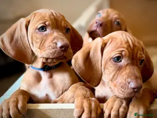 Hungarian Vizsla dogs Pedigree KC Registered Hungarian Vizsla Puppies. - Advert 4