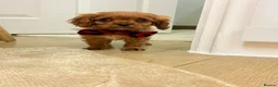 Cavalier King Charles Spaniel dogs for sale: Beautiful Cavalier King Charles babies ❤️ - Advert 2