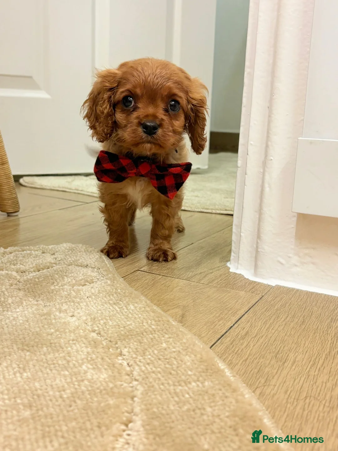 Cavalier King Charles Spaniel dogs for sale: Beautiful Cavalier King Charles babies ❤️ - Advert 2