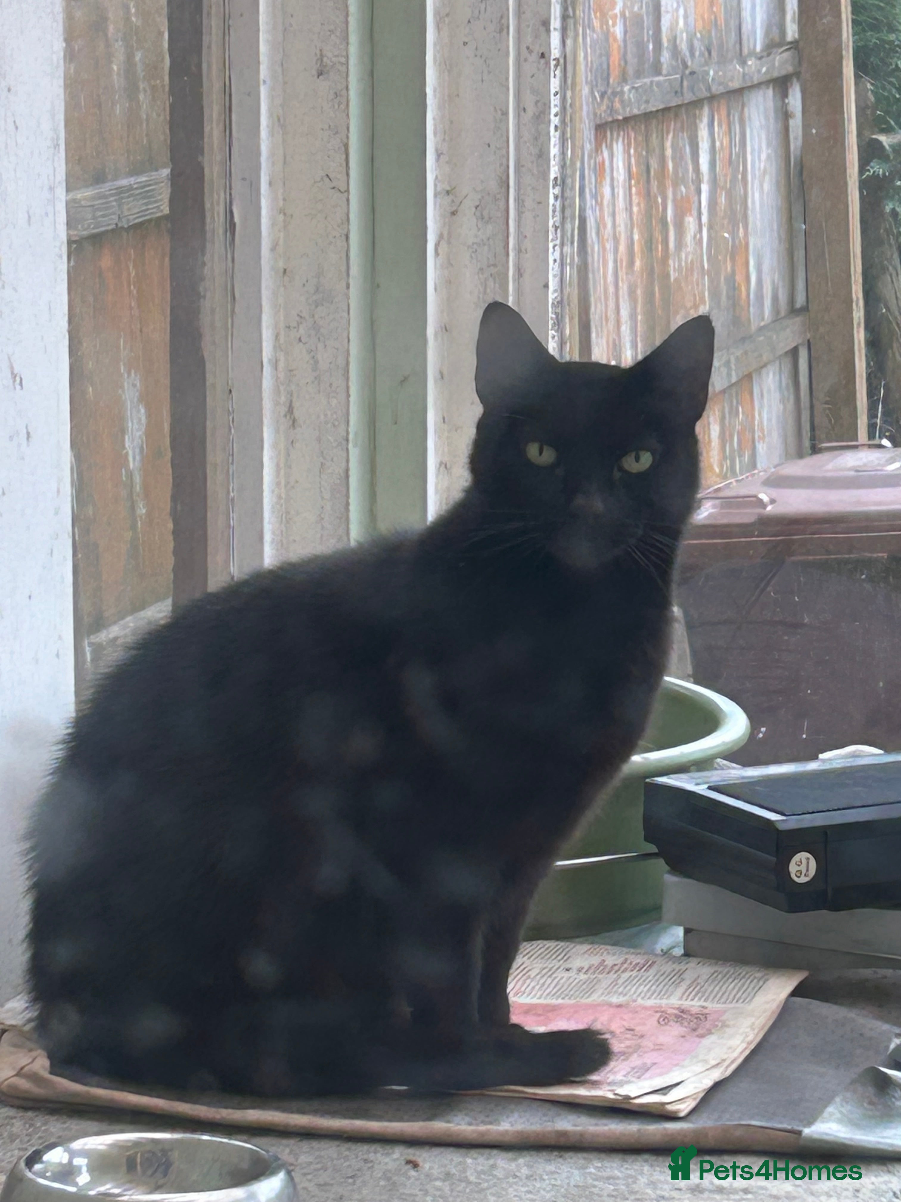 Mixed Breed cats Two cats for sale  - Advert 4