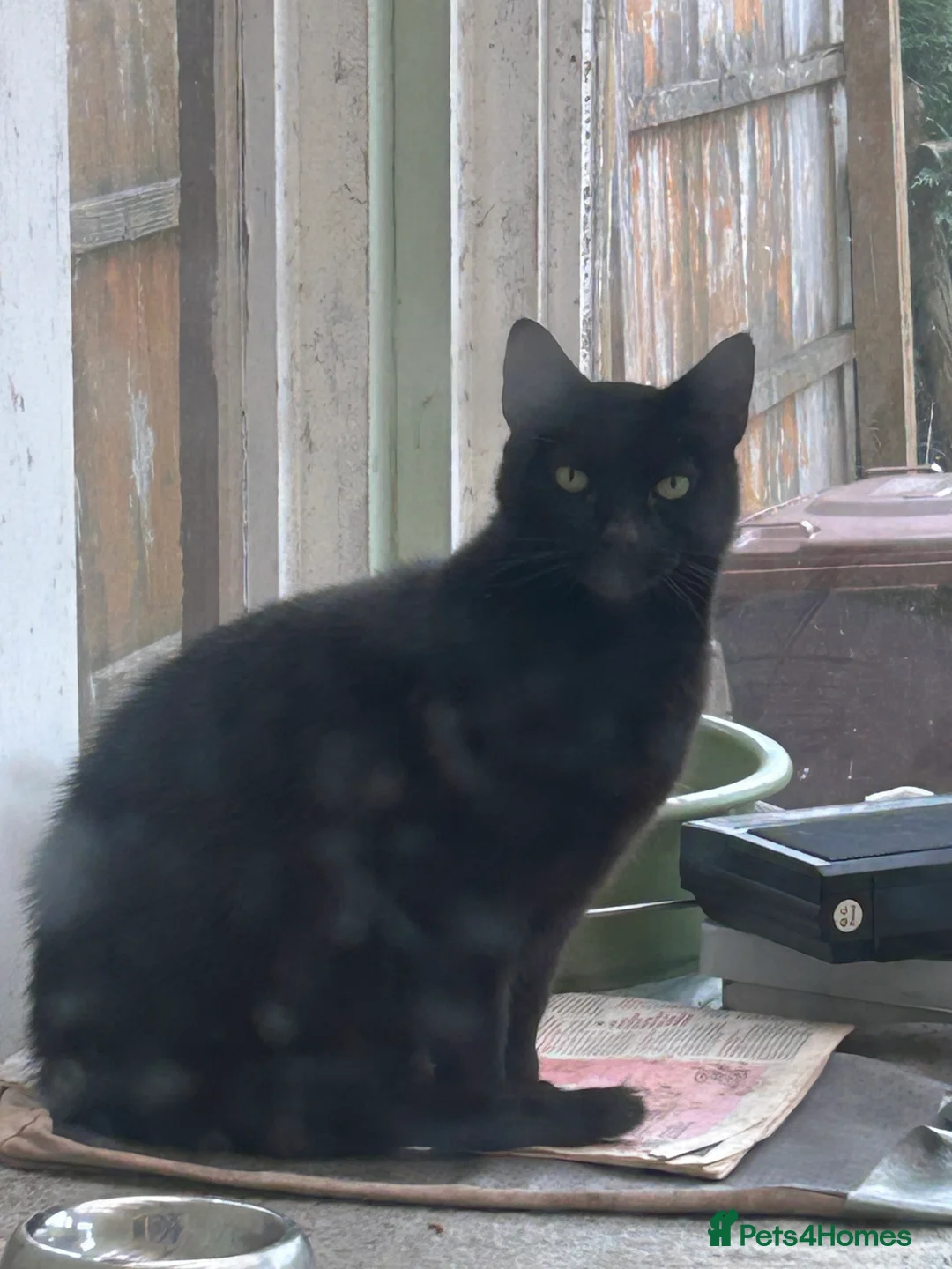 Mixed Breed cats for sale: Two cats for sale  - Advert 1