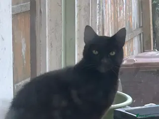 Mixed Breed cats Two cats for sale - Advert 4