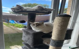 Ragdoll cats for sale: Gorgeous Balls Of Fluff 🥰😻🤗 - Image 37