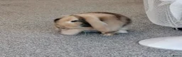 Mini Lop rabbits for sale: Female Mini Lop in Carshalton - Advert 3