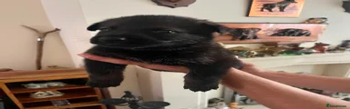 German Shepherd 2