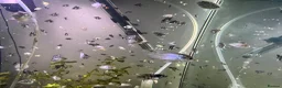 Cichlids fish for sale: Electric Blue Acara’s, Angelfish, Polar Parrots. in Glasgow - Advert 5