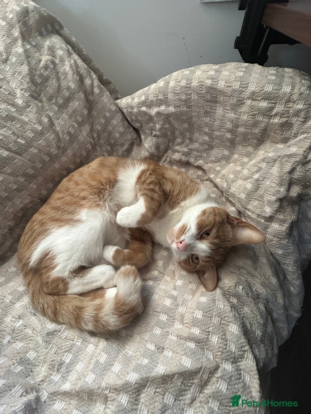 Mixed Breed cats for sale: Ginger and white good boy - Image 3