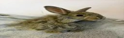Mixed Breed rabbits for sale: Lionhead cross bunnies ready to go  - Advert 16
