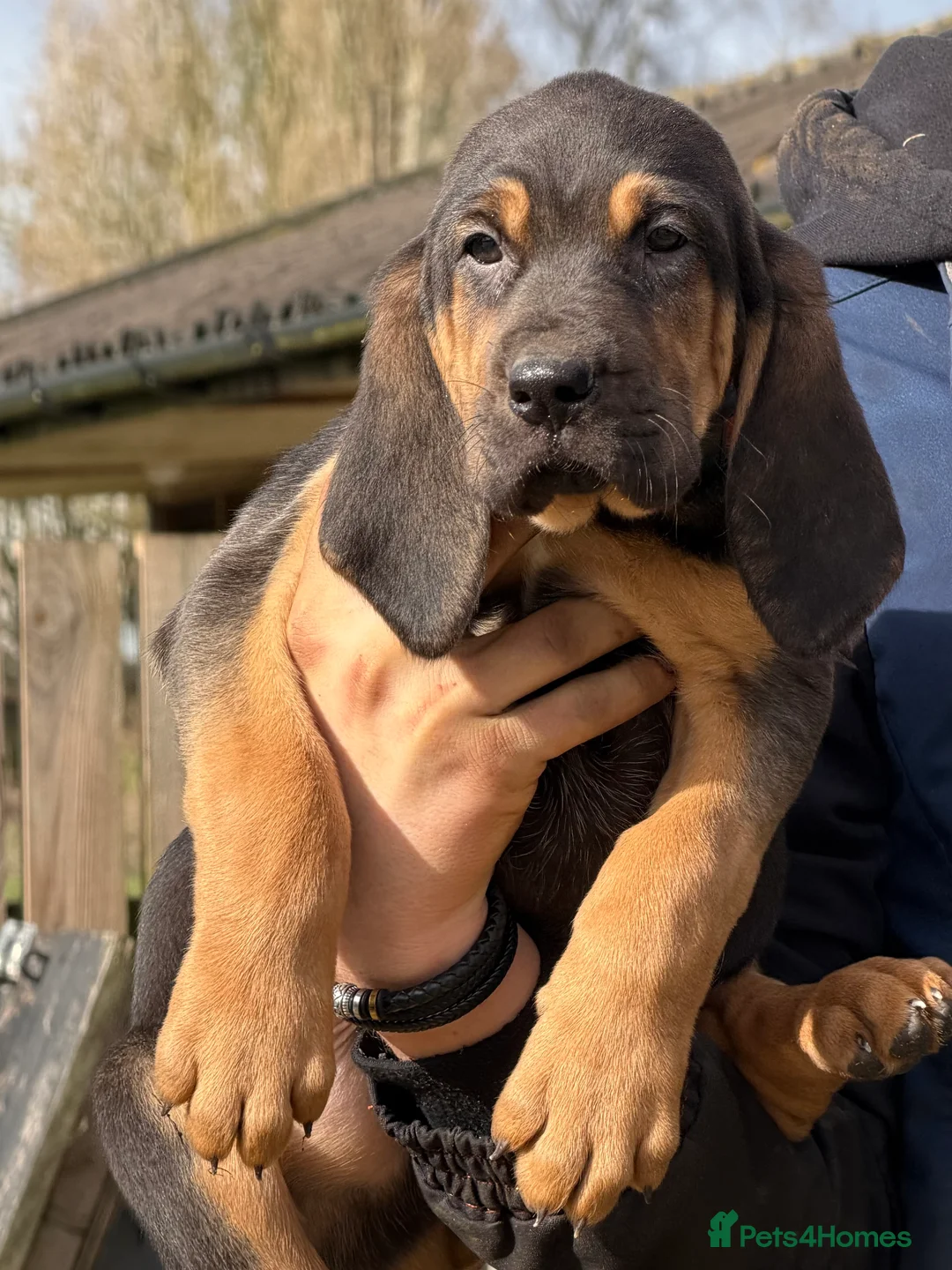 Bloodhound dogs for sale: Bloodhound puppies  - Advert 7