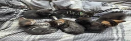 Mixed Breed cats for sale: Beautiful kittens looking for their forever homes  - Advert 18