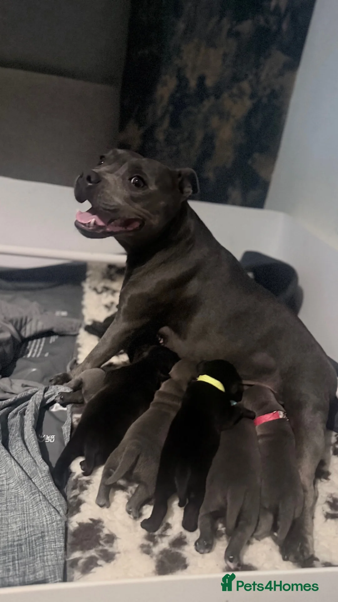 Staffordshire Bull Terrier dogs for sale: CH/KC Staffordshire Bull Terriers  - Advert 1