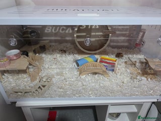 Hamster rodents Pet cage and hamster for sale - Advert 7