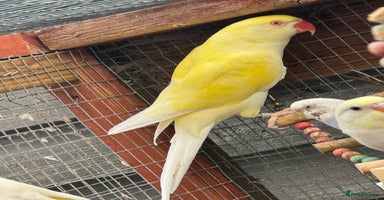 Ringnecks birds - Advert 5