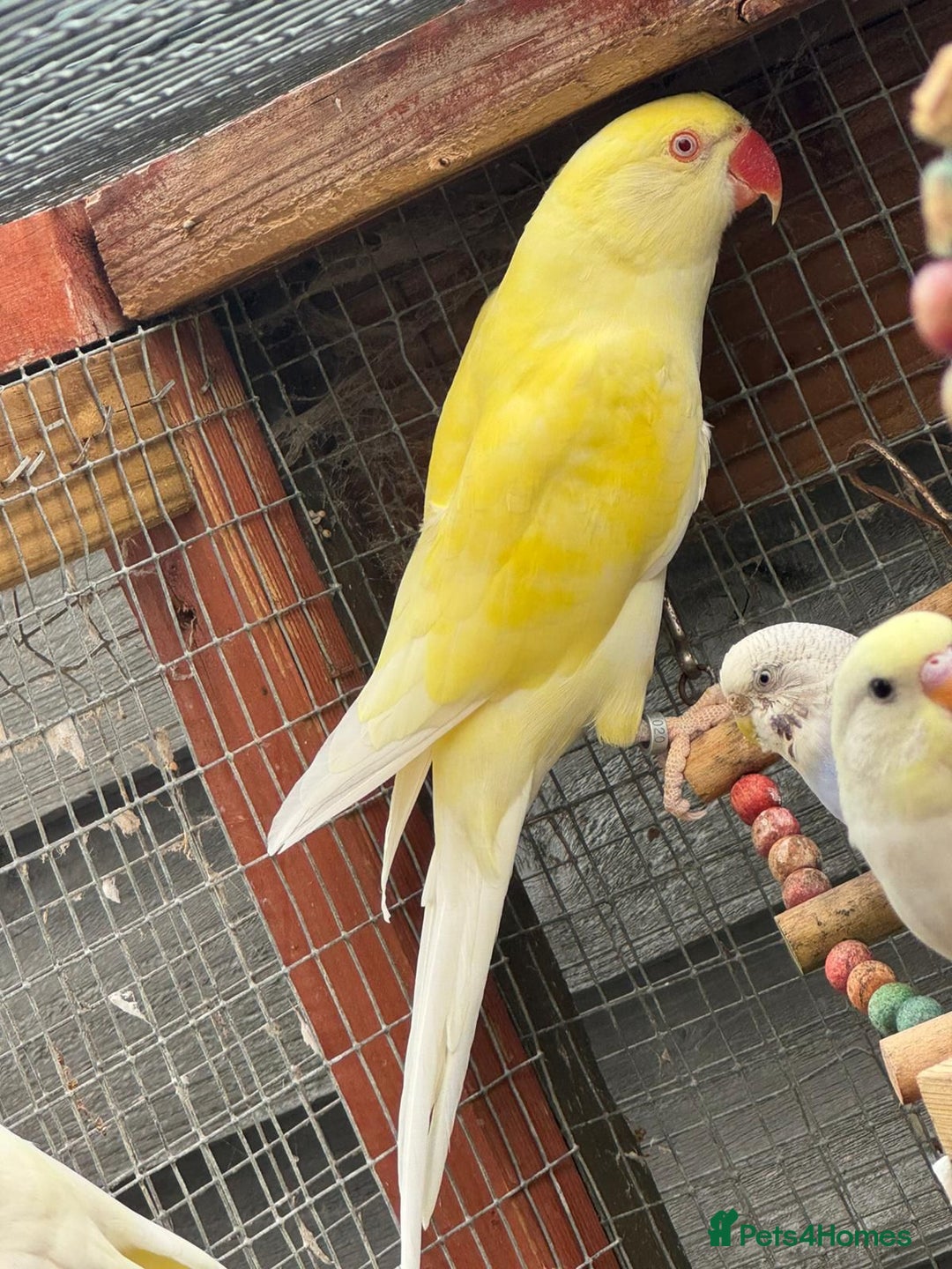 Ringnecks birds for sale: Healthy creamino/Lutino Ringneck  - Image 2